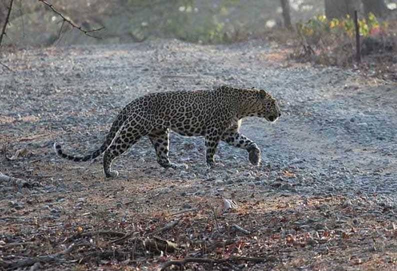 Leopard 1