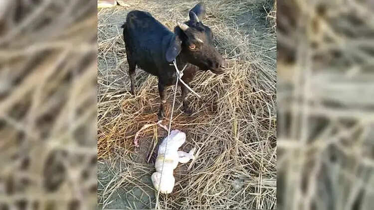 விநோதம்! ஆட்டுக்கு பிறந்த அதிசய குழந்தை!!