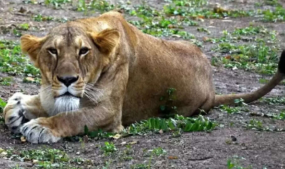 வண்டலூர் பூங்காவில் பெண் சிங்கம் உயிரிழப்பு!!