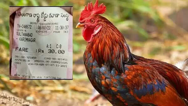 rooster