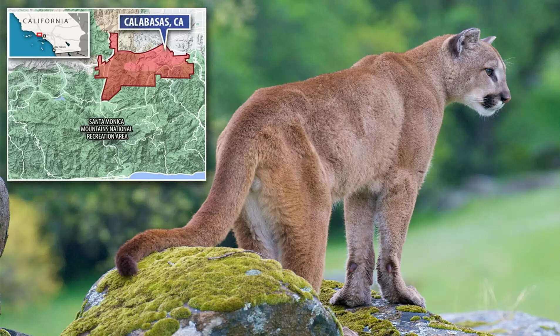 அமெரிக்காவில் 5 வயது மகனைத் தாக்கிய சிங்கத்திடம் போராடி மீட்ட தாய்..!