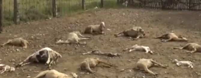 ஒரு வெறிநாய் கடித்து 20 செம்மறி ஆடுகள் பலி !
