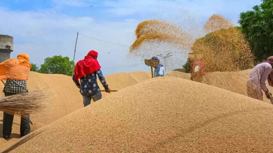 கோதுமை ஏற்றுமதிக்கு தடை விதித்த மத்திய அரசு !! கோதுமை ஏற்றுமதிக்கு தடை விதித்த மத்திய அரசு !!