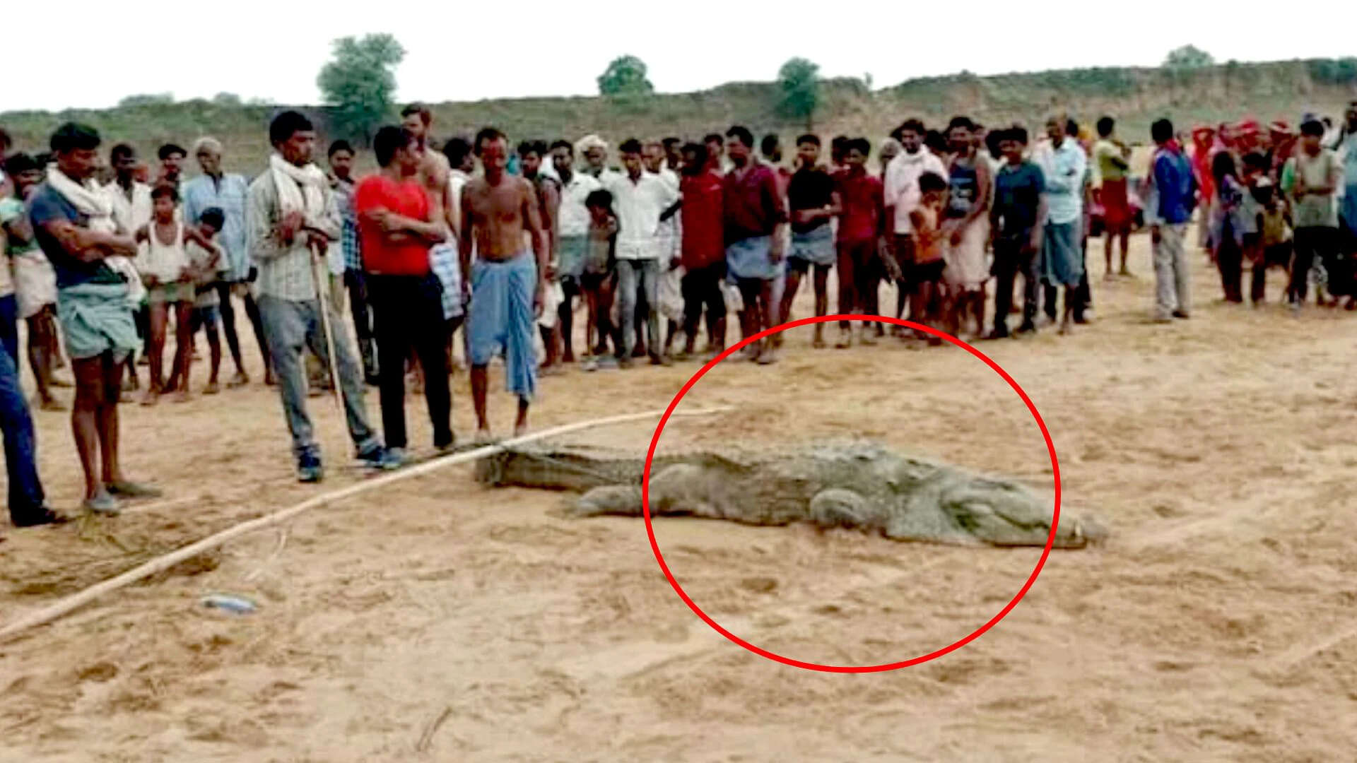 சிறுவனை விழுங்கியதா இந்த ராட்சத முதலை..? நடந்தது என்ன ?