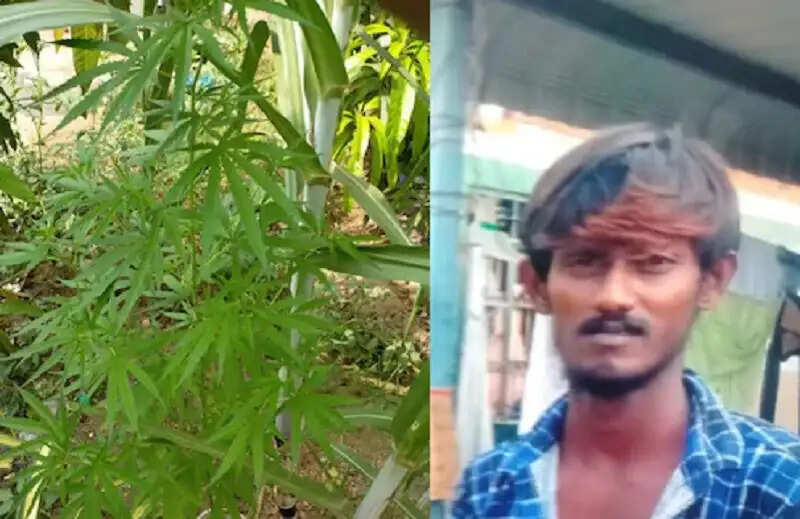 ganja