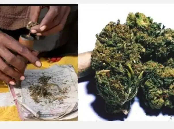 ganja
