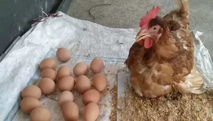 6 மணி நேரத்தில் 24 முட்டைகள் போட்ட அதிசய கோழி!!