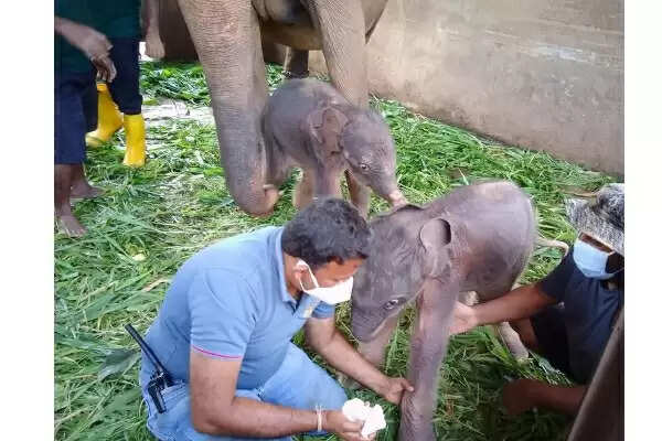 80 ஆண்டுகளுக்கு பிறகு இரட்டை குட்டிகளை ஈன்ற யானை.. வைரல் வீடியோ !!