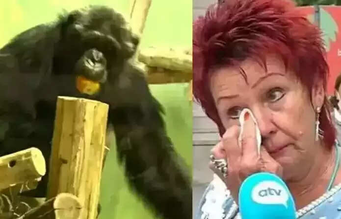 மனிதக் குரங்கைக் காதலித்த பெண் ! பிரச்சனையை முடித்துவைத்த உயிரியல் பூங்கா நிர்வாகம் ! மனிதக் குரங்கைக் காதலித்த பெண் ! பிரச்சனையை முடித்துவைத்த உயிரியல் பூங்கா நிர்வாகம் !