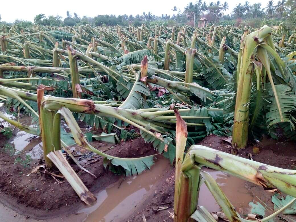 2.50 லட்சம் வாழை மரங்கள் சேதம்.. பெரும் துயரத்தில் விவசாயிகள் !!