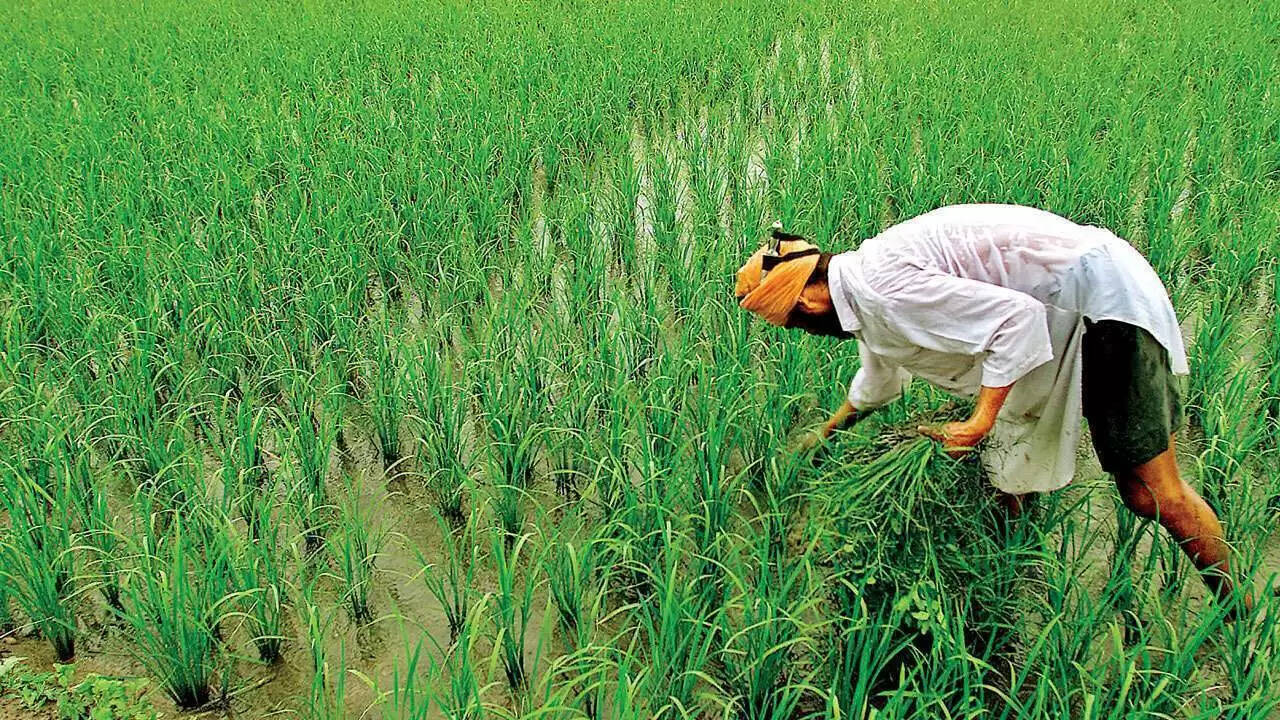 விவசாயிகளுக்கு கிரெடிட் கார்டு – உடனடியாக விண்ணப்பிக்கலாம்!!