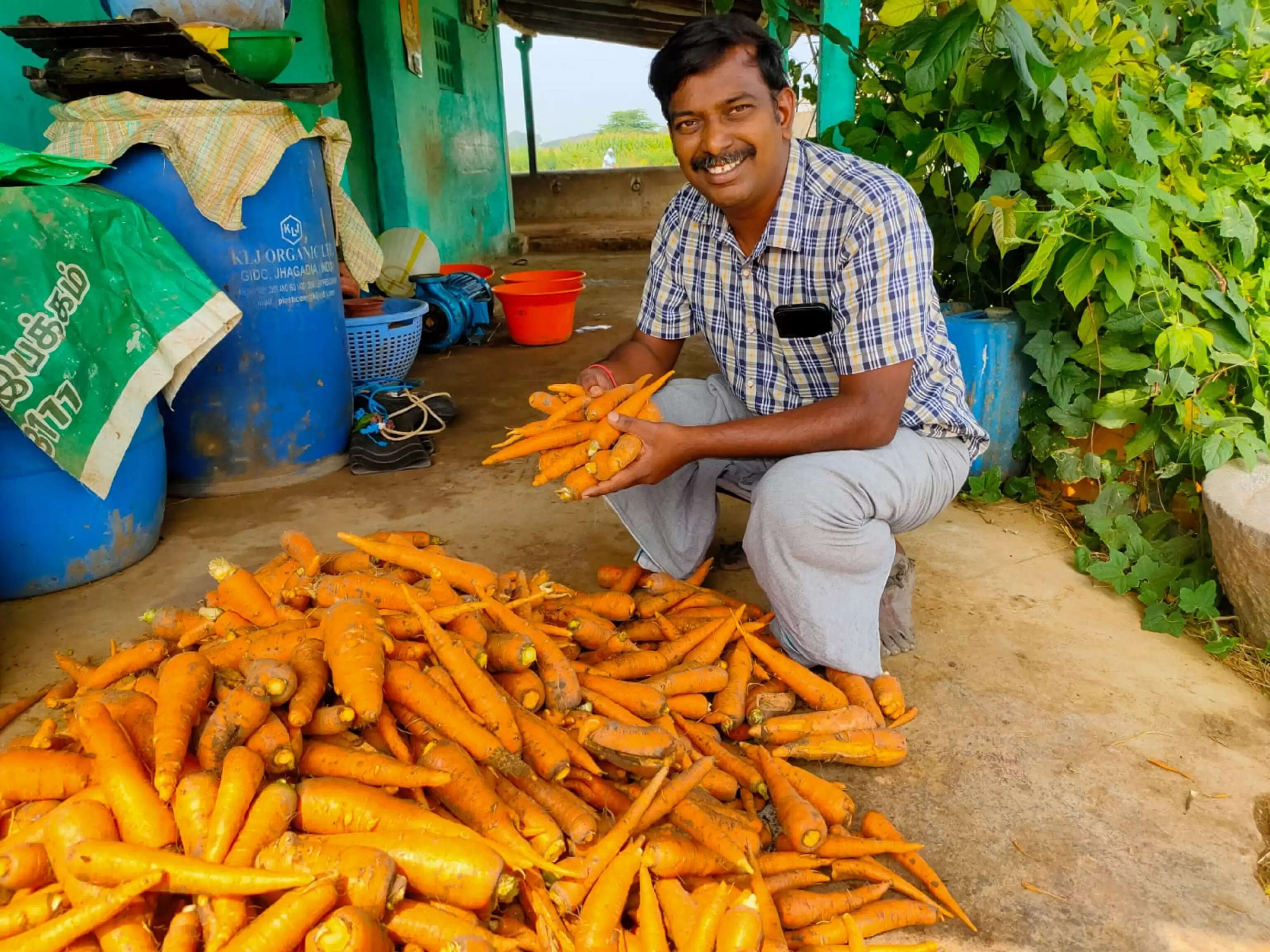 கோவையில் முதல் முறையாக இயற்கை முறையில் கேரட் சாகுபடி..!!