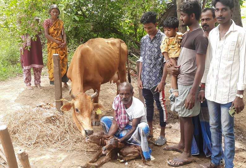 இரட்டை தலையுடன் பிறந்த கன்றுக்குட்டி உயிரிழப்பு..!!