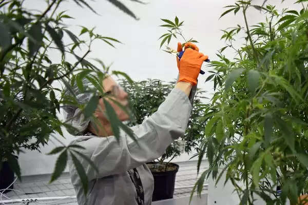 இனி வீட்டிலேயே கஞ்சா வளர்க்கலாம் சட்டப்பூர்வமாக..!!