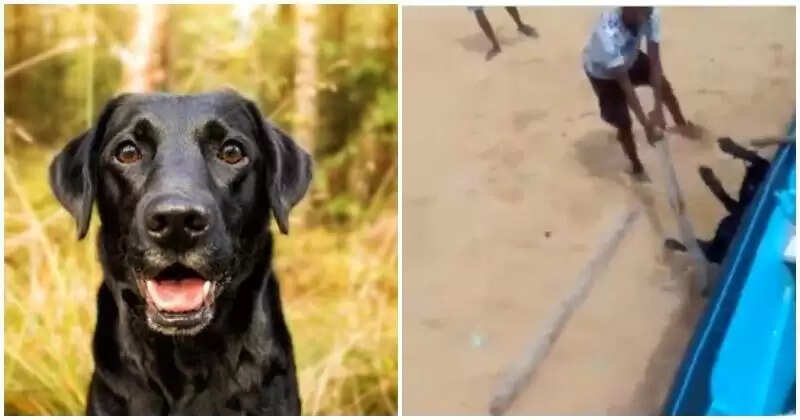 நாயை படகில் கட்டி வைத்து கொடூரமாக சித்ரவதை செய்து கொன்ற இளைஞர்கள்.. பதறவைக்கும் வீடியோ காட்சி..!!