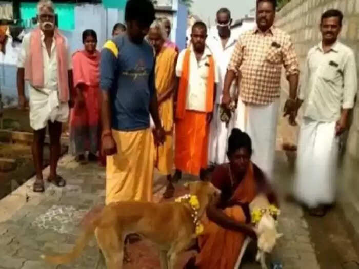 காதலர் தினத்திற்கு எதிர்ப்பு.. நாய்களுக்கு திருமணம் செய்து வைத்த இந்து அமைப்பினர்..!