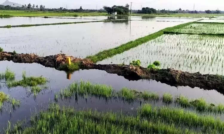 மீன் பிடிக்க ஏரி உடைப்பு.. 300 ஏக்கர் பயிர்கள் சேதம்.. வேதனையில் விவசாயிகள்..!