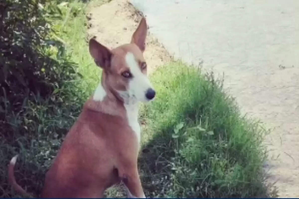 பாம்பை கொன்று குழந்தைகளை காப்பாற்றிய நாய்!!