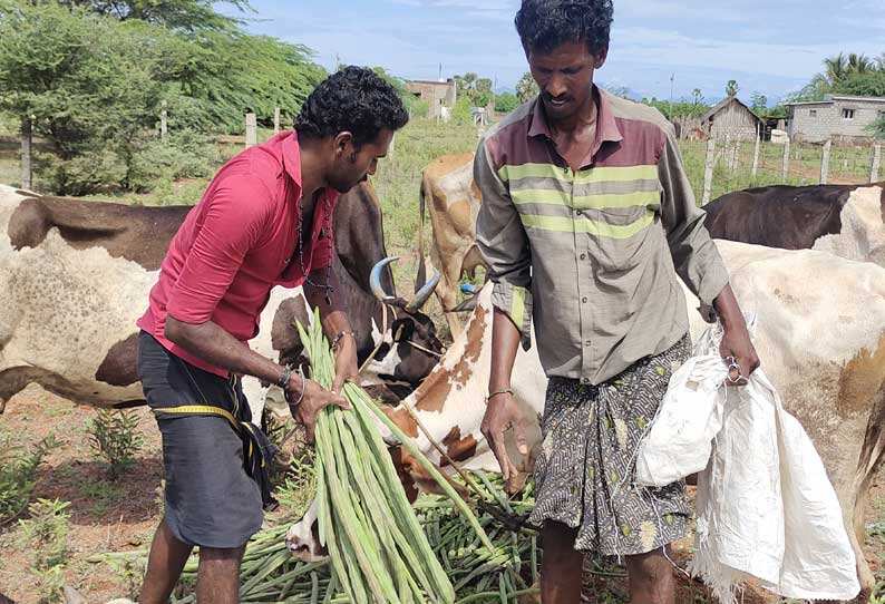விளைச்சல் அதிகம்.. விலை இல்லை.. கால்நடைகளுக்கு உணவாகும் முருங்கை..!