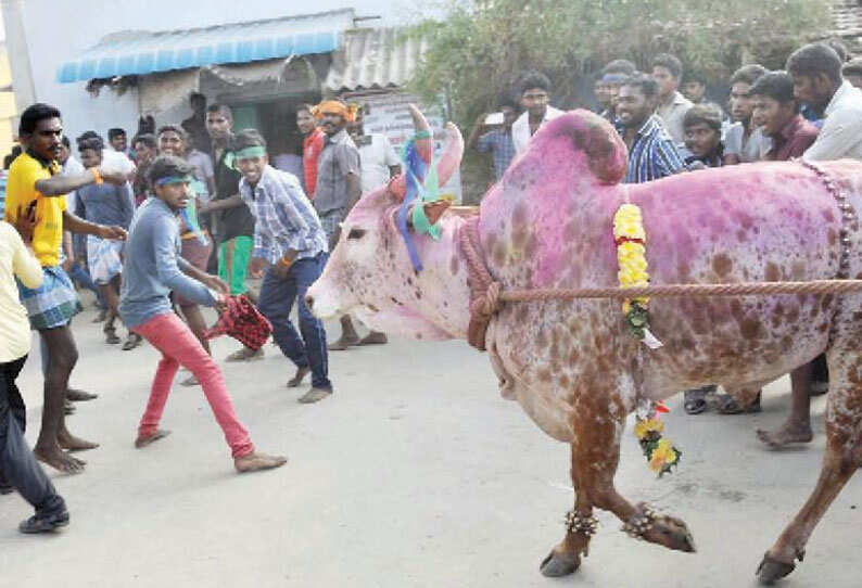எருதாட்ட விழாவில் மாடு முட்டி 10ஆம் வகுப்பு மாணவன் பலி!!