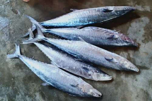 நாம் சாப்பிடும் மீன்களின் மருத்துவ பயன்கள் உங்களுக்கு தெரியுமா ? நாம் சாப்பிடும் மீன்களின் மருத்துவ பயன்கள் உங்களுக்கு தெரியுமா ?