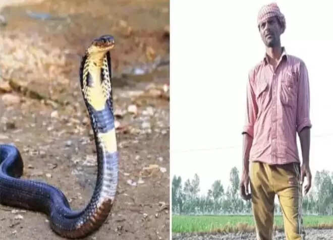 ஜோடியை கொன்றவரை 7 முறை கடித்த பாம்பு.. உயிர் பிழைத்ததால் மீண்டும் படையெடுக்கும் பாம்பு !! ஜோடியை கொன்றவரை 7 முறை கடித்த பாம்பு.. உயிர் பிழைத்ததால் மீண்டும் படையெடுக்கும் பாம்பு !!