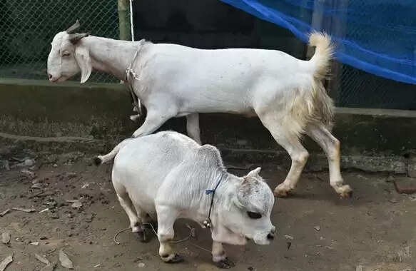 உலகிலேயே குள்ளமான பசு.. ஊரடங்கை மீறி திருவிழா போன்று கூடும் கூட்டம் !!