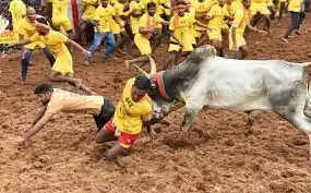 #BIG NEWS :- அலங்காநல்லூர் ஜல்லிக்கட்டு போட்டி ஜனவரி 16ம் தேதி நடைபெறாது..!!