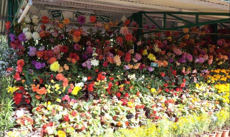 ooty flower