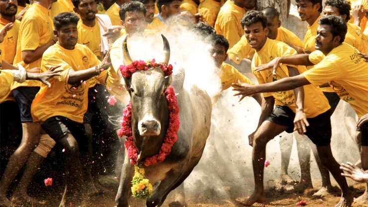 ஜல்லிக்கட்டு வீரர்கள் காயமடையாமல் இருக்க சிறப்பு ஏற்பாடு..!! ஜல்லிக்கட்டு வீரர்கள் காயமடையாமல் இருக்க சிறப்பு ஏற்பாடு..!!