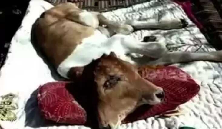 2 தலை, 4 கண்களுடன் அதிசய கன்றுக்குட்டி.. மக்கள் வியப்பு !!