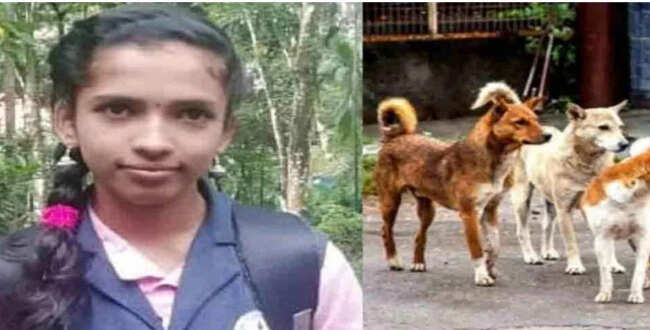 கேரளாவில் தொடரும் சோகம்..!! தெருநாய்களால் மேலும் ஒரு 12 வயது சிறுமி பலி..!!