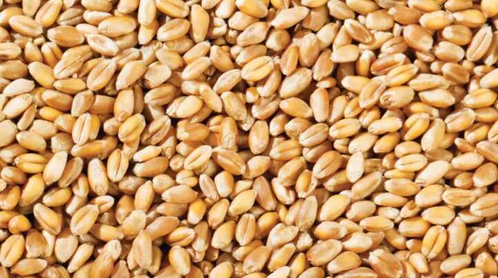 இலவச அரிசி, கோதுமை வழங்கும் திட்டம் நிறுத்தம்- மத்திய அரசு அளித்த விளக்கம் !!