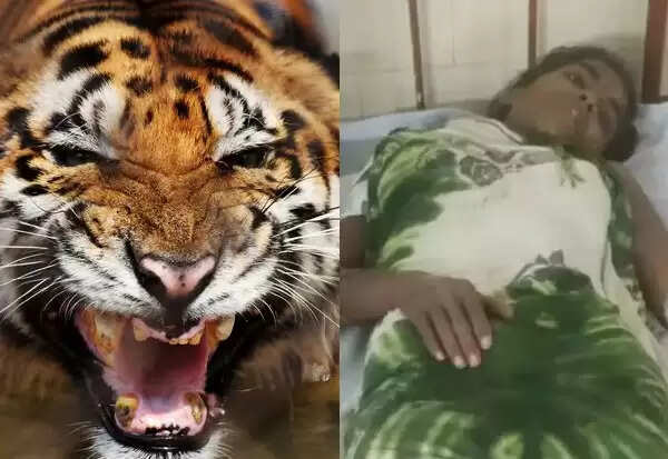 15 மாத மகனைக் காப்பாற்ற புலியுடன் சண்டையிட்ட வீர தாய்..!!