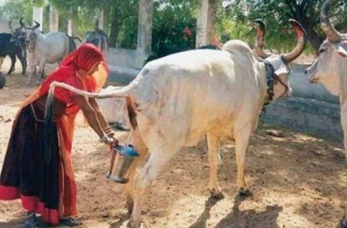 ஒரு லிட்டர் பசு கோமியம் ரூ.4.. மாநில அரசே வாங்குகிறது !!