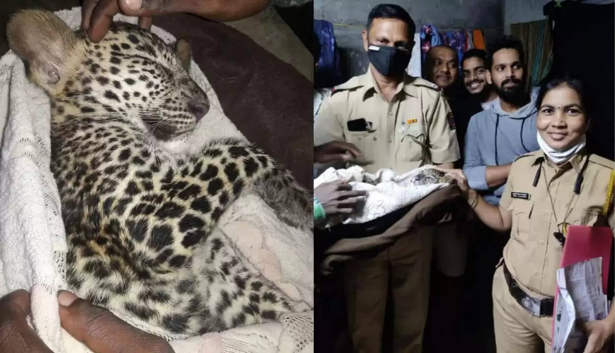 மழையில் நனைந்த படி தெருவில் நடந்து சென்ற சிறுத்தை குட்டி...!!