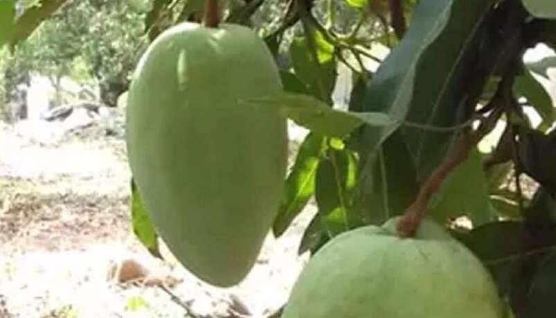 ஒரு மாம்பலத்தின் விலை ரூ.2,000.. போட்டிப்போட்டு ஆர்டர் கொடுக்கும் மக்கள் !!