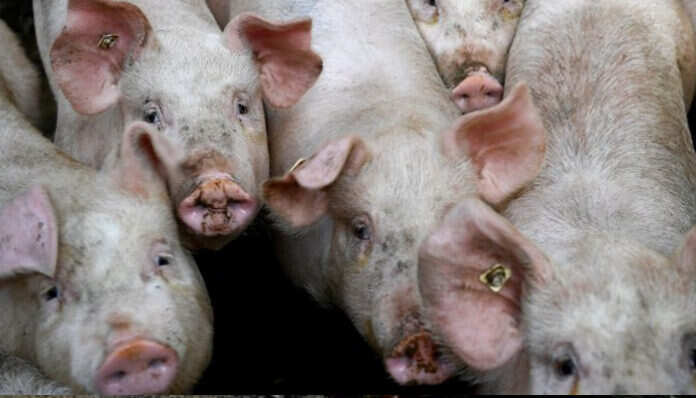 கேரளத்தில் இதுவரை 190 பன்றிகள் கொலை..!!