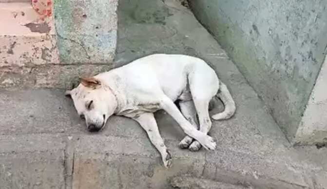 நாய் மீது ஆசிட் வீச்சு.. கொடூர தாக்குதல்- போதை இளைஞர்களுக்கு வலைவீச்சு !!