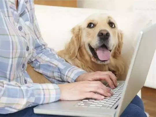 இனி செல்லப்பிராணிகளுக்கு ‘காப்பீடு’ செய்யலாம்..!!