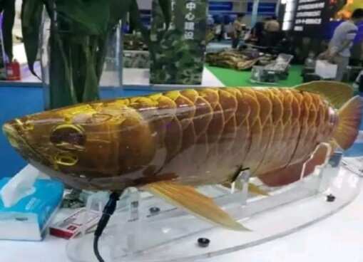 இந்தியாவுக்கு அச்சுறுத்தலா ? உளவு பார்க்கும் மீன் !