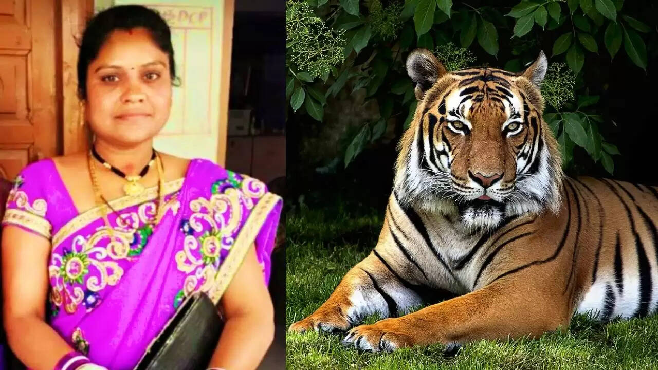 புலிகள் கணக்கெடுப்புக்காக காட்டுக்குள் சென்ற பெண் வனக்காவலர்! நொடிப்பொழுதில் நடந்த பயங்கர சம்பவம்..!!