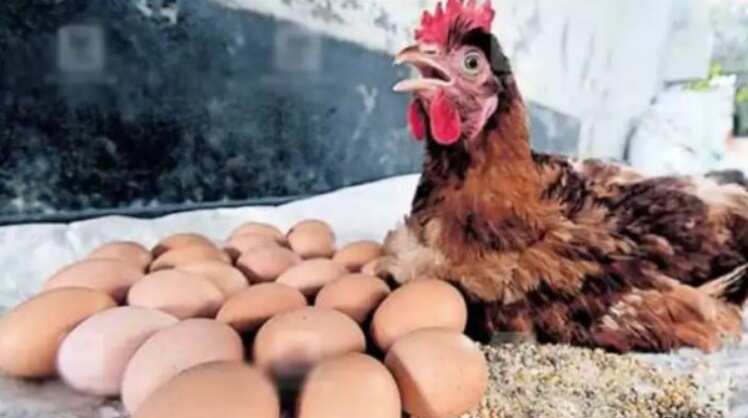 6 மணி நேரத்தில் 24 முட்டையிட்ட கோழி.. மக்கள் வியப்பு !!