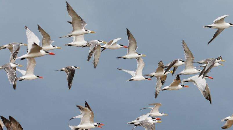 ஒரே நேரத்தில் 100க்கும் மேற்பட்ட பறவைகள் உயிரிழப்பு.. அச்சத்தில் கிராம மக்கள் !!