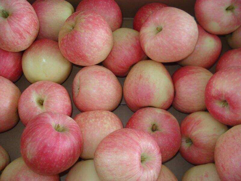 சீன ஆப்பிள்களுக்கு மட்டும் இறக்குமதி வரி குறைப்பா?- மத்திய அரசு அதிரடி விளக்கம் !!