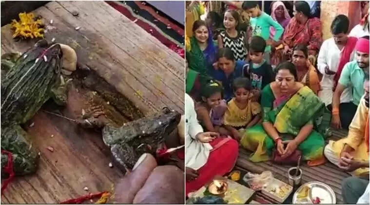பருவமழை வேண்டி தவளைகளுக்கு திருமணம் செய்த கிராம மக்கள்..!!