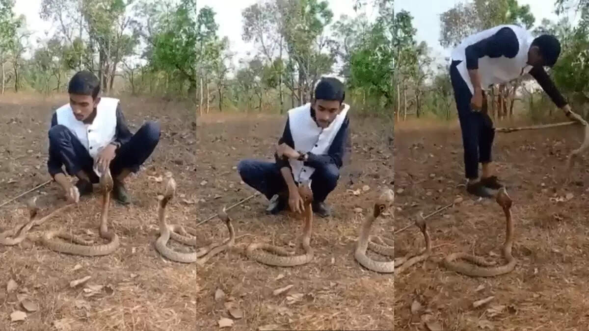 சீறி வந்த 3 நாகங்கள் முன் விளையாடிய நபர்..!! பின் நடந்தை பாருங்க..!! வைரலாகும் வீடியோ