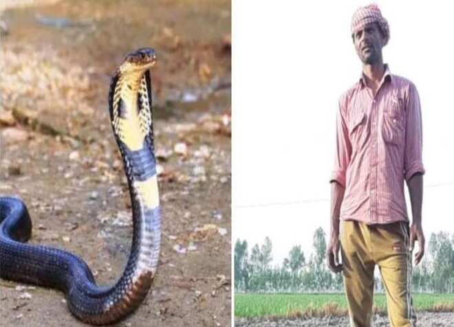 ஜோடியை கொன்றவரை 7 முறை கடித்த பாம்பு.. உயிர் பிழைத்ததால் மீண்டும் படையெடுக்கும் பாம்பு !!
