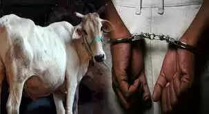 கொடூரப் பேய்களா? மனித மிருகங்களா? கன்றுக்குட்டியை பாலியல் பலாத்காரம் செய்ததாக 4 பேர்..!!