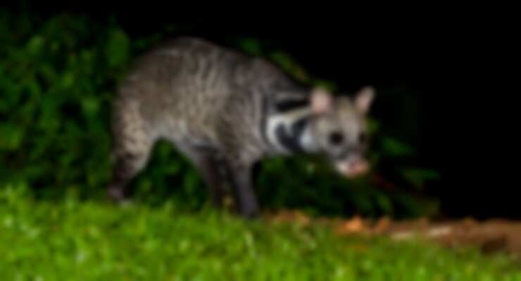 இறந்துகிடந்த 10 ஆடுகள்.. காரணம் புலியா? மர்ம விலங்கா? - அச்சத்தில் மக்கள்